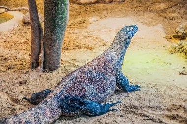 Sahildeki iguana 'ya yaklaş.