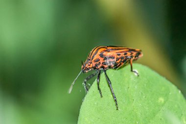 bug on a leaf in the garden, nature