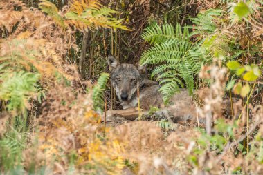  view with wolf on lawn in wild 