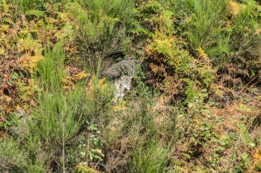  view with wolf on lawn in wild 