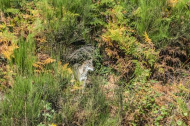  view with wolf on lawn in wild 