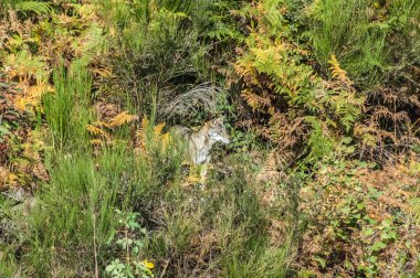  view with wolf on lawn in wild 
