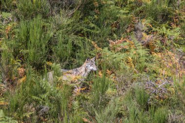  view with wolf on lawn in wild 