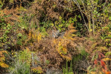  view with wolf on lawn in wild 