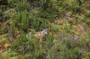  view with wolf on lawn in wild 