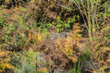  view with wolf on lawn in wild 