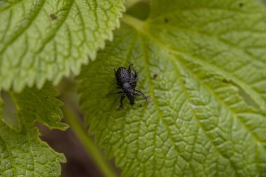 bug on a leaf in the garden, nature