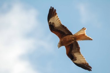 Kırmızı uçurtma (Milvus milvus), atmacagiller (Accipitridae) familyasından yırtıcı bir kuş türü.