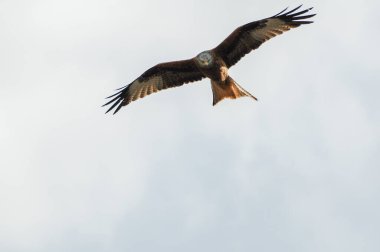 Kırmızı uçurtma (Milvus milvus), atmacagiller (Accipitridae) familyasından yırtıcı bir kuş türü.