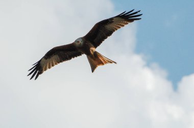 Kırmızı uçurtma (Milvus milvus), atmacagiller (Accipitridae) familyasından yırtıcı bir kuş türü.