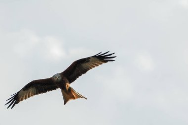 Kırmızı uçurtma (Milvus milvus), atmacagiller (Accipitridae) familyasından yırtıcı bir kuş türü.
