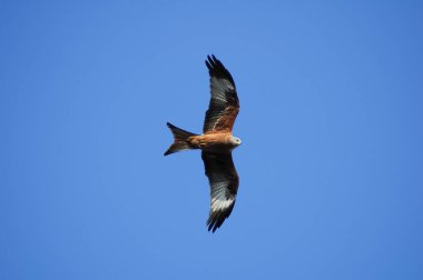 Kırmızı uçurtma (Milvus milvus), atmacagiller (Accipitridae) familyasından yırtıcı bir kuş türü.