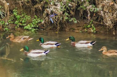 Sudaki ördekler, doğa
