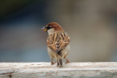 a closeup of sparrow bird