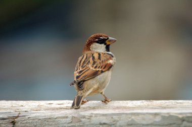 a closeup of sparrow bird