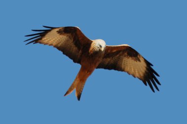 The red kite in sky