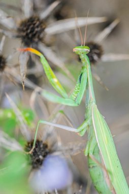 Mantis (Mantodea) böceği, kapat