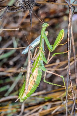 Mantis (Mantodea) böceği, kapat
