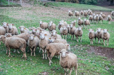  white sheep  on  grass, animals