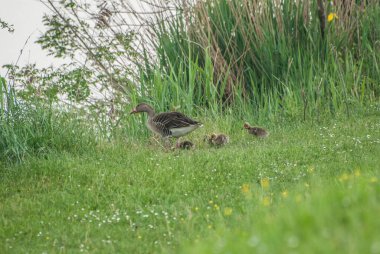Doğadaki güzel kaz ailesinin manzarası.