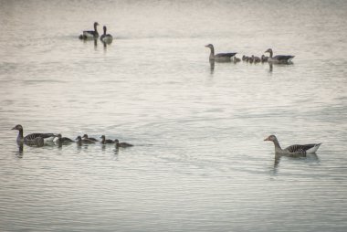 wild birds geese  on the river