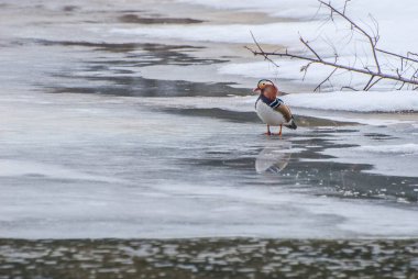a small mandarin duck on the lake 