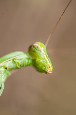 Mantis (Mantodea) böceği, kapat