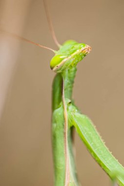 Mantis (Mantodea) böceği, kapat