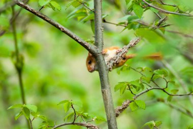 Küçük sincap, yaklaş.
