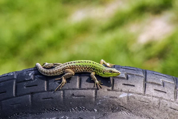 Lizard Wild Close — Stock Photo, Image
