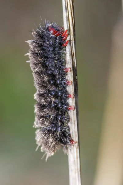 Close Caterpillar Plant — Stock Photo, Image