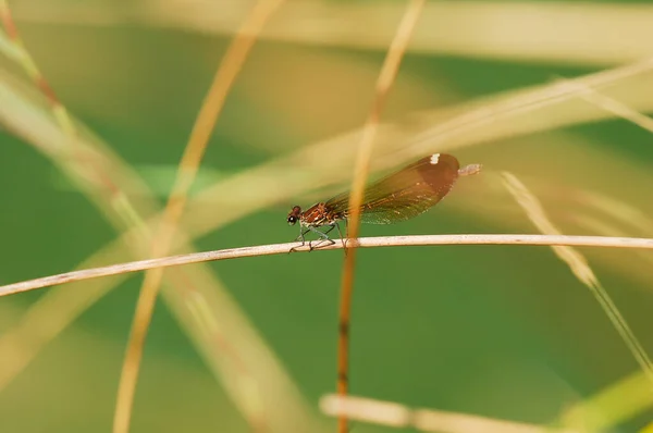 Wildlife Dragonfly Close — Stockfoto