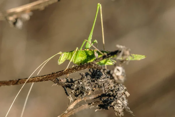 Grasshopper Wild Close — 图库照片