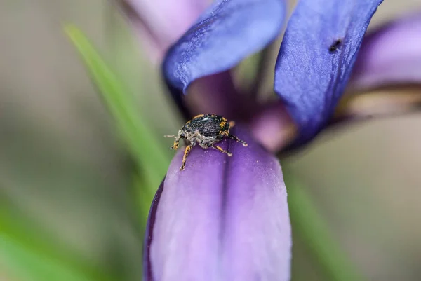 小昆虫在花园里的花朵上 大自然 — 图库照片