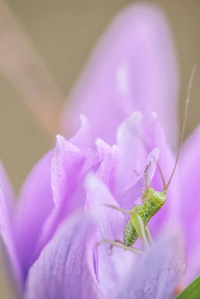 Grasshopper Flower Close — Stock Photo, Image