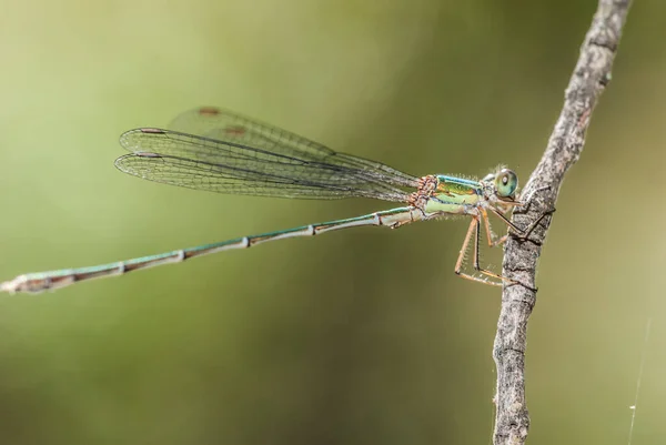 Dragonfly Twig Close — Stockfoto