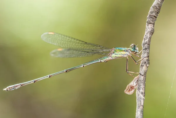 Dragonfly Twig Close — Foto Stock