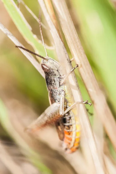 Closeup Shot Grasshopper Dry Grass — Stock Photo, Image