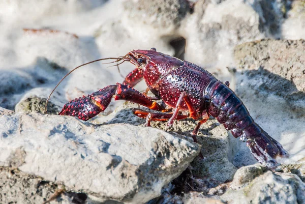 Sahilde kırmızı yengeç, yaklaş. 