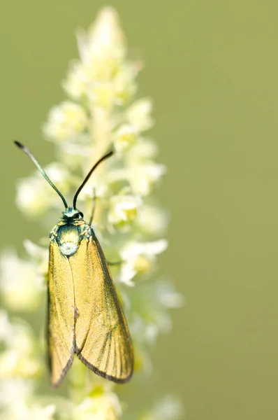beautiful butterfly in nature in summer.