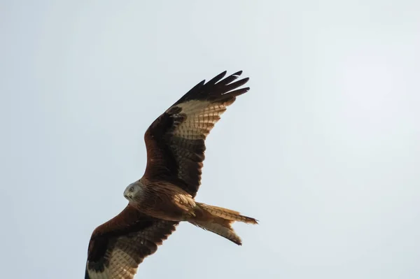 The red kite (Milvus milvus) is a medium-large bird of prey in the family Accipitridae