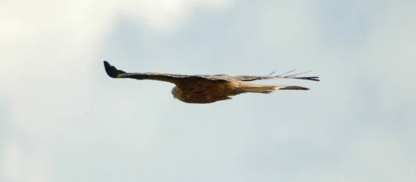 赤い凧 Milvus Milvus アカピトリダエ科の中規模の獲物の鳥です — ストック写真