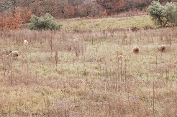 Herd Wild Sheep Grazing Meadow — Stock Photo, Image