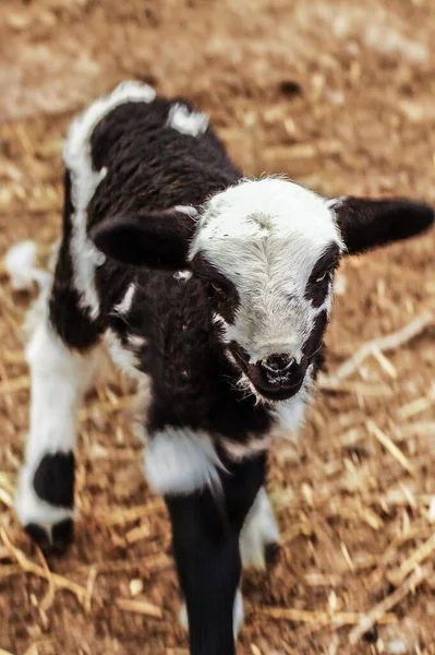 Little Goat Farm — Stock Photo, Image