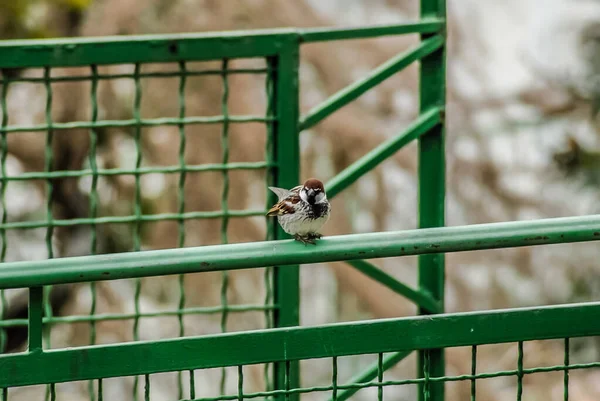 Closeup Sparrow Bird — Fotografia de Stock