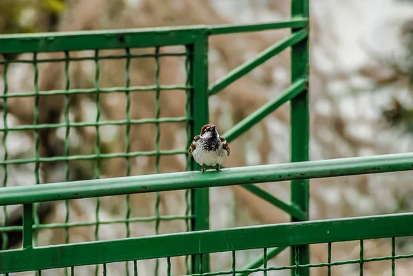 Closeup Sparrow Bird — Fotografia de Stock