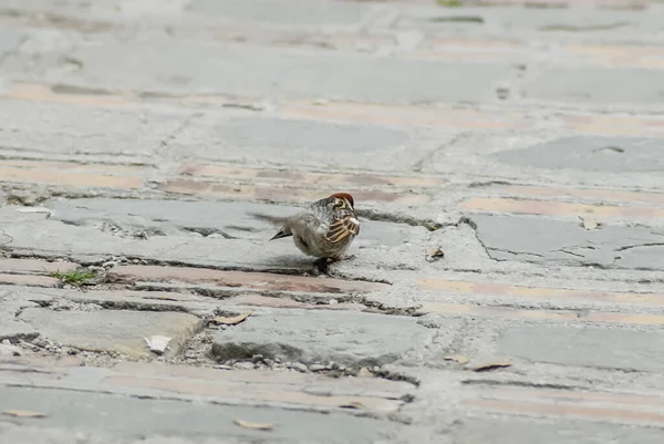 Closeup Sparrow Bird Sitting Ground — Fotografia de Stock