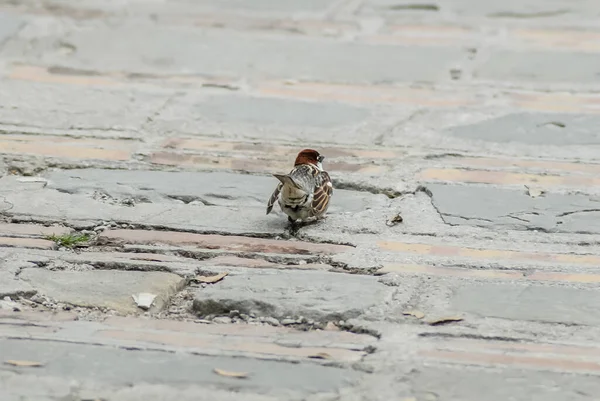 Closeup Sparrow Bird Sitting Ground — Fotografia de Stock