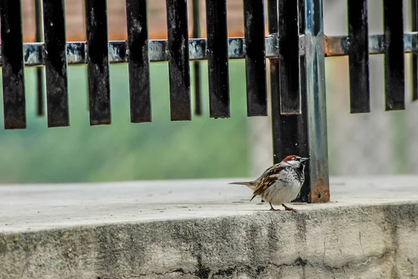 Closeup Sparrow Bird Sitting Ground — ストック写真