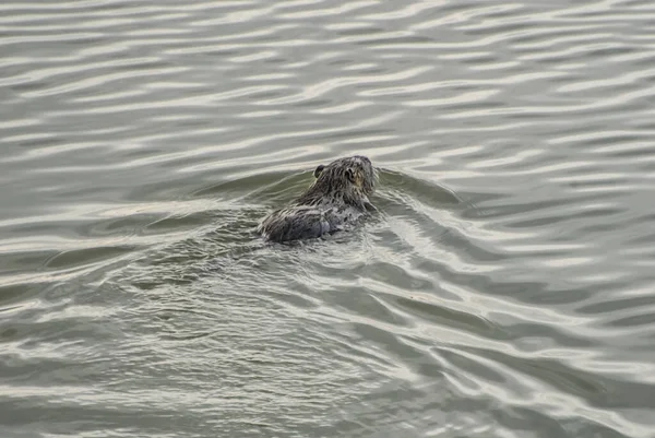 海狸鼠在水中游泳 — 图库照片